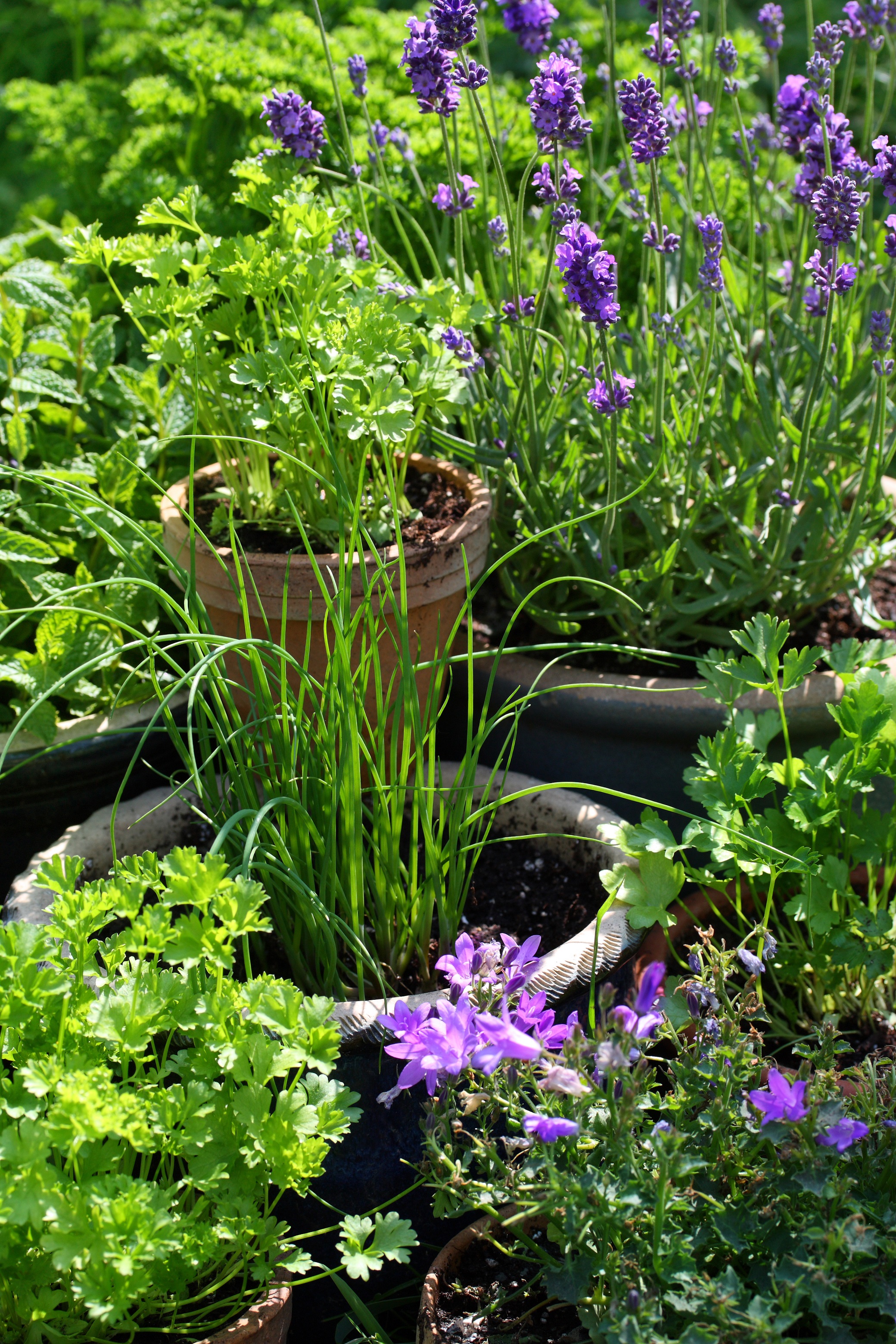 Kräuter in Töpfen im Garten