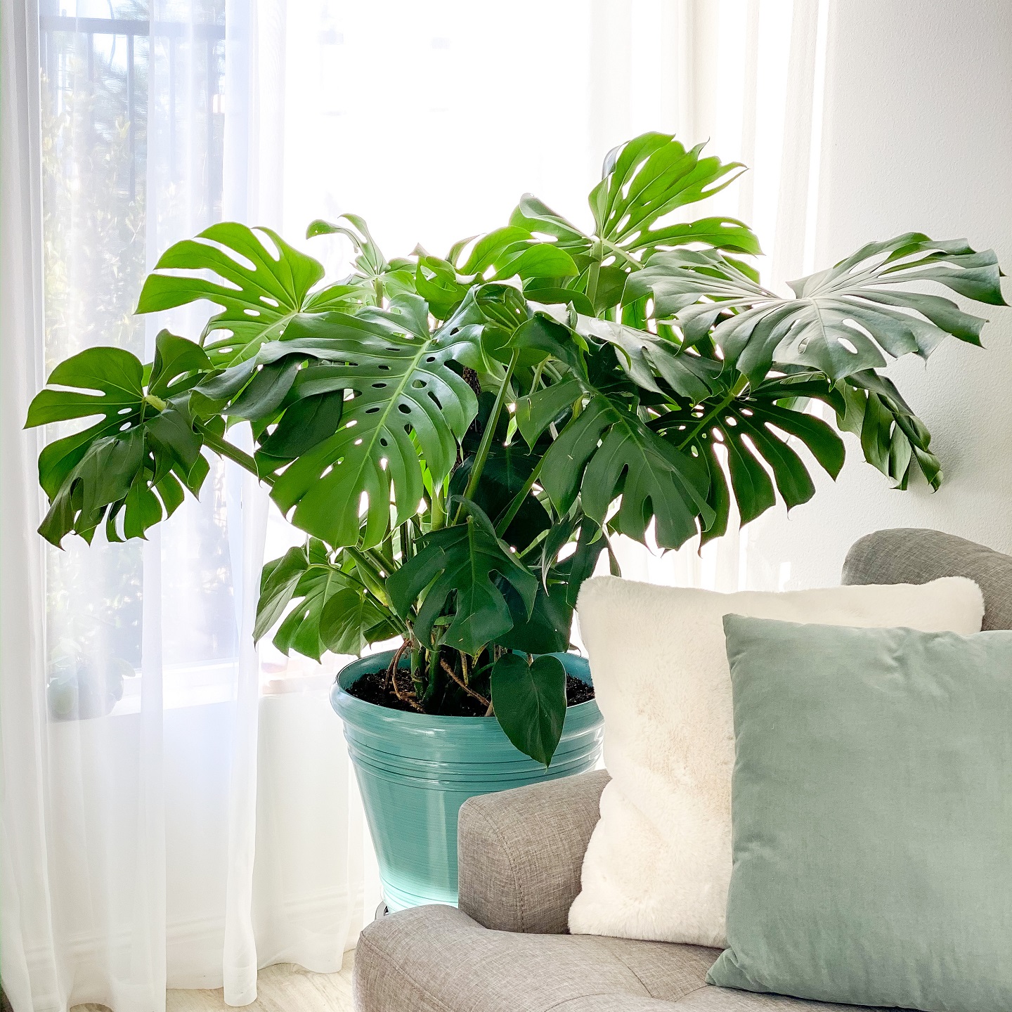 Monstera Deliciosa Pflanze im Wohnzimmer